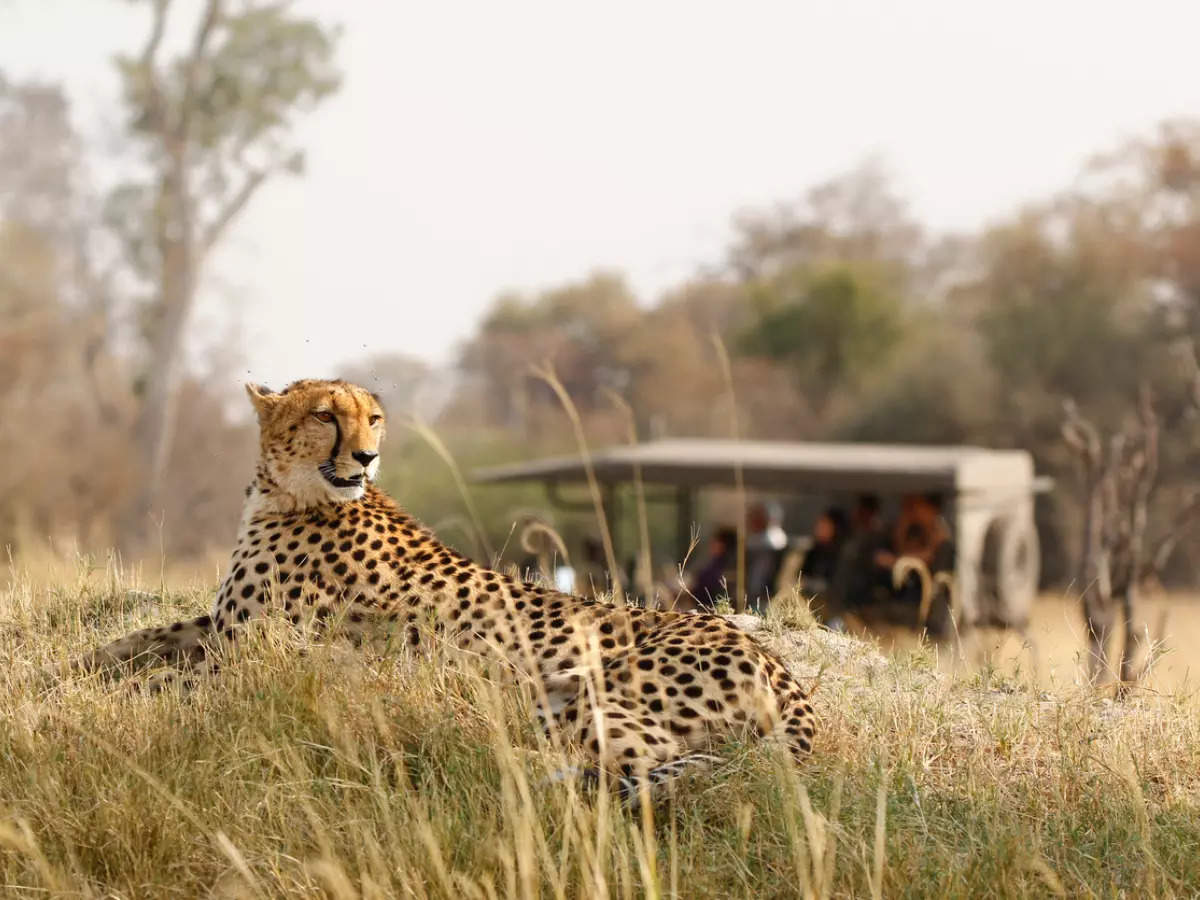 Madhya Pradesh plans to start cheetah safaris to boost Kuno tourism