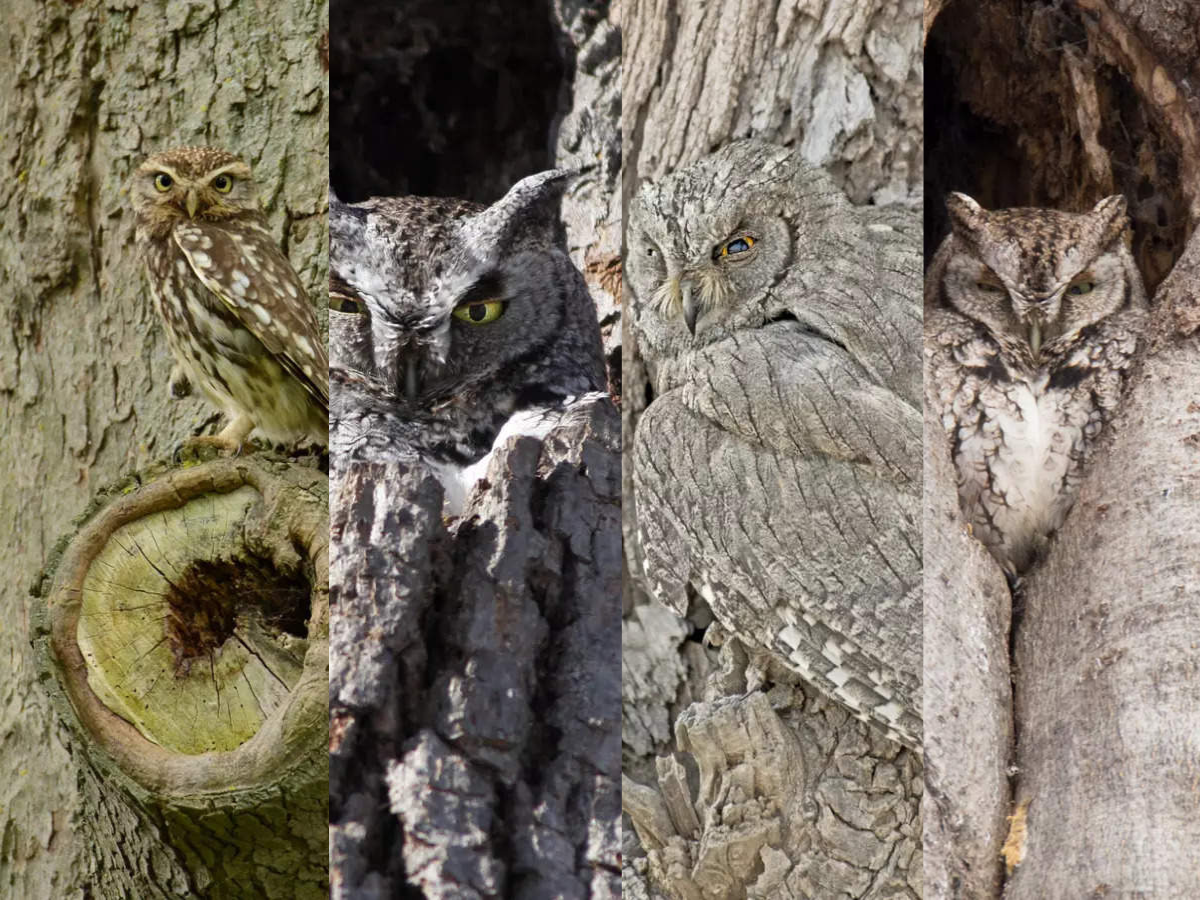 Optical illusion: How many owls can you spot in 5 seconds?