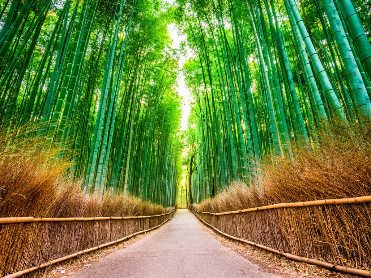 This iconic bamboo grove is Kyoto's top attraction and rightly so
