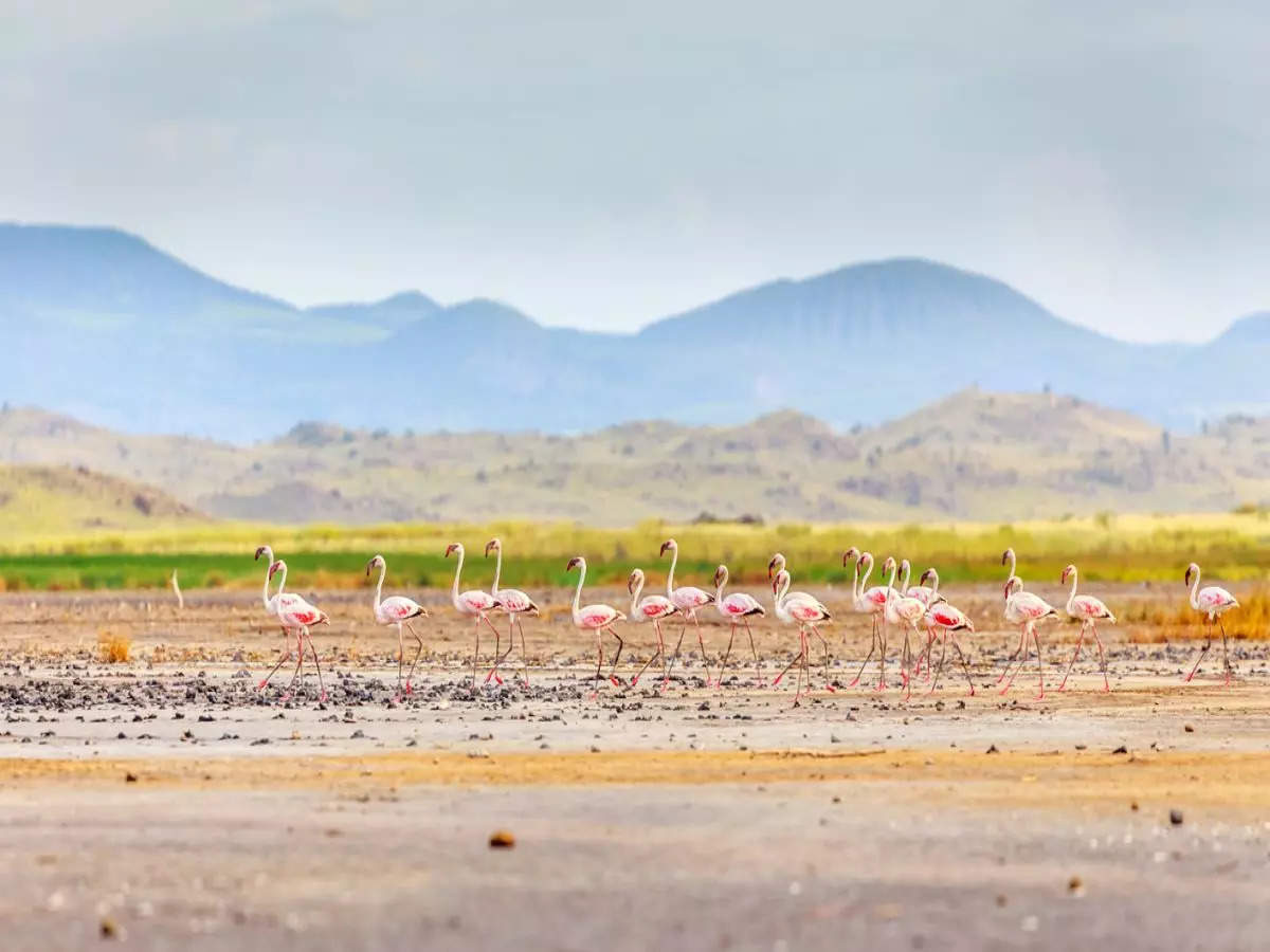 Does Lake Natron really turn animals into stone? Mystery of world’s scariest lake!