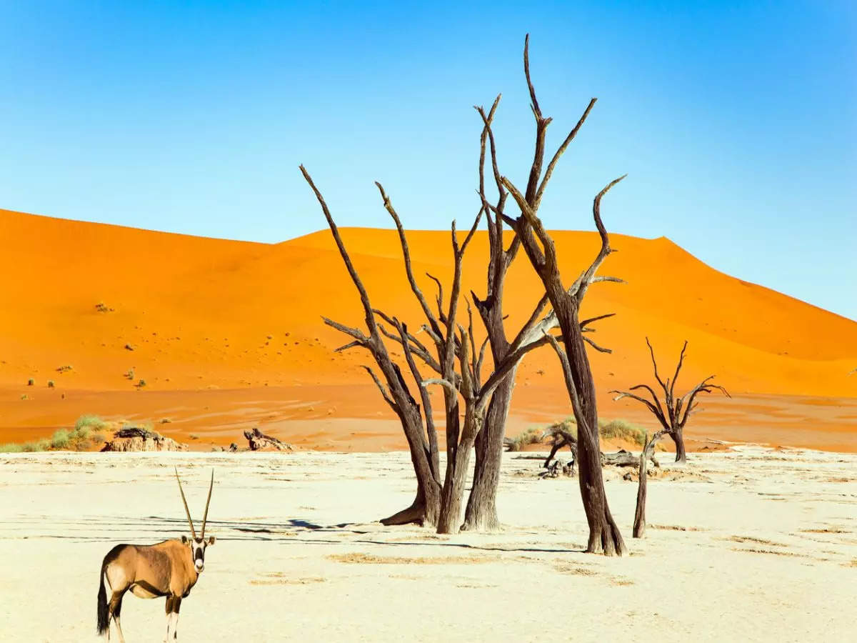 Astonishing facts about Dead Vlei, the dark and dead natural wonder in Namibia