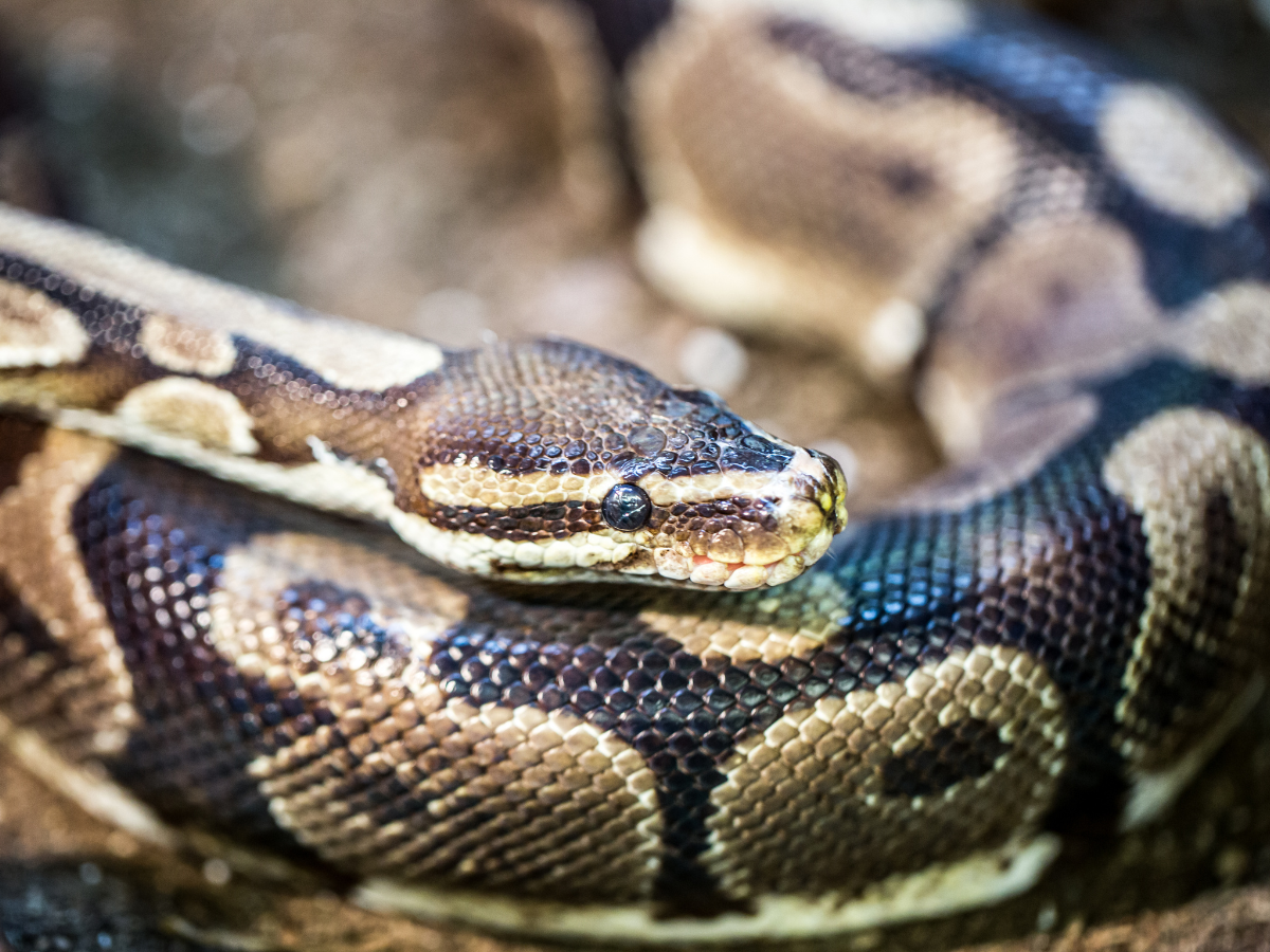 Bengaluru: King cobras and 55 ball pythons seized by customs in the airport!