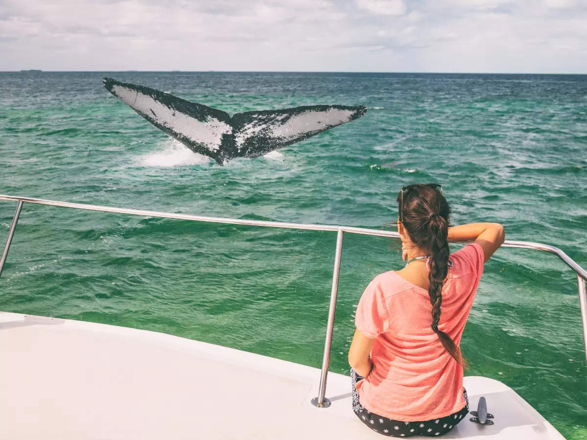 What whale watching is all about in North America