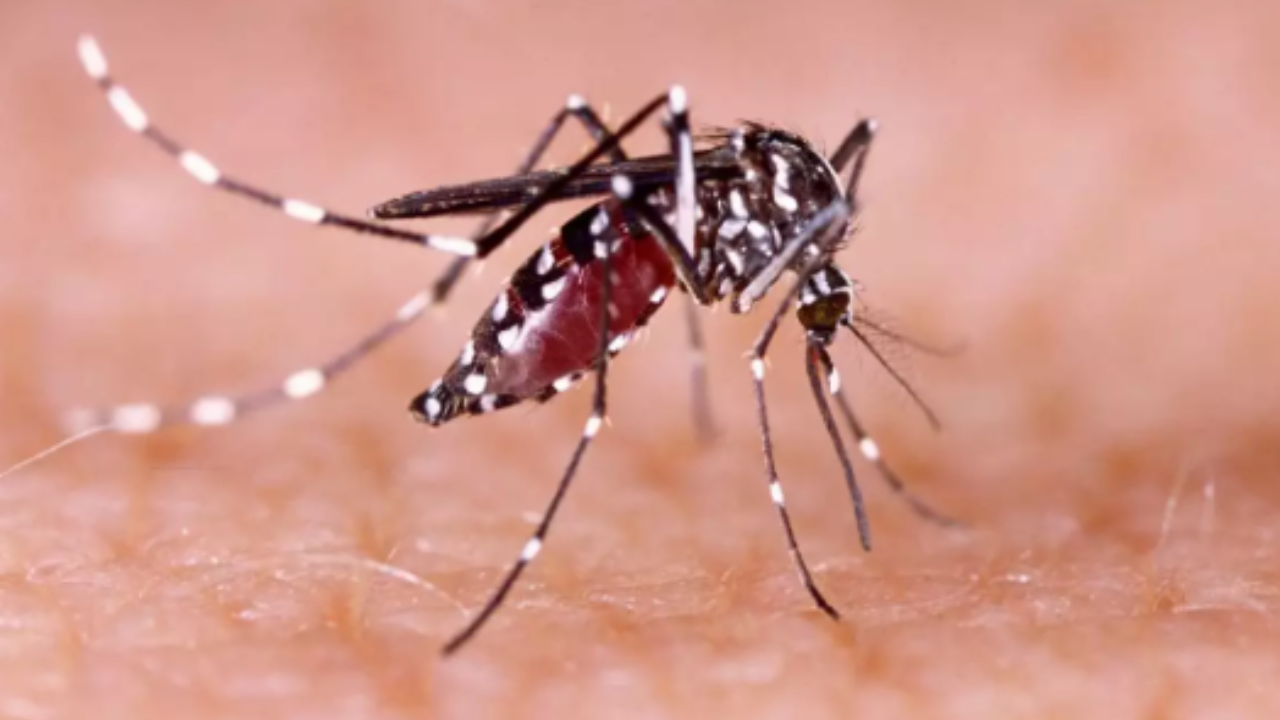 Two septuagenarian men infected with Zika virus in Kolhapur; both have recovered, says official | Kolhapur News – Times of India