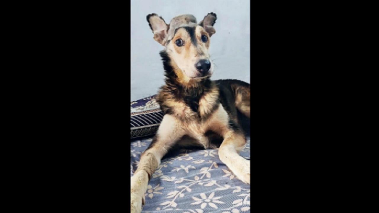 Tumour Removed, Django Back To His Frolicsome Best | Bengaluru News – Times of India
