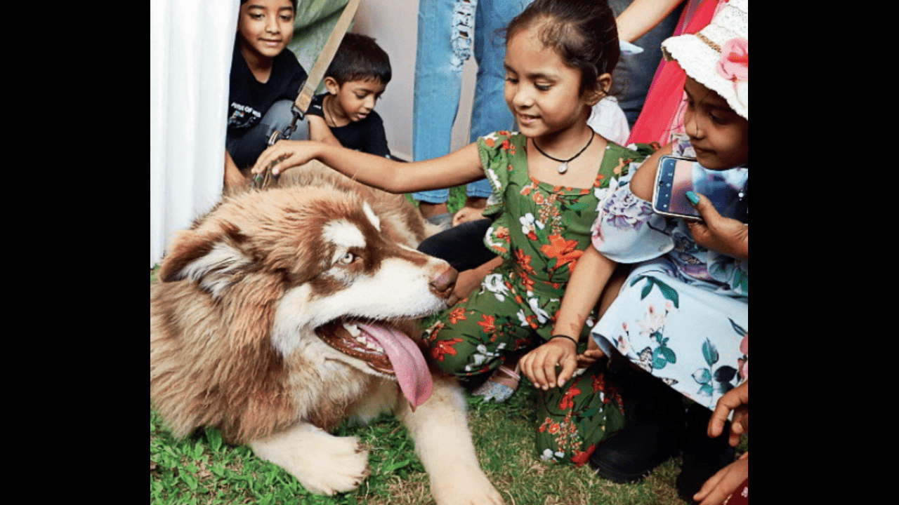 Fostering provides warm shelter to furry friends in need