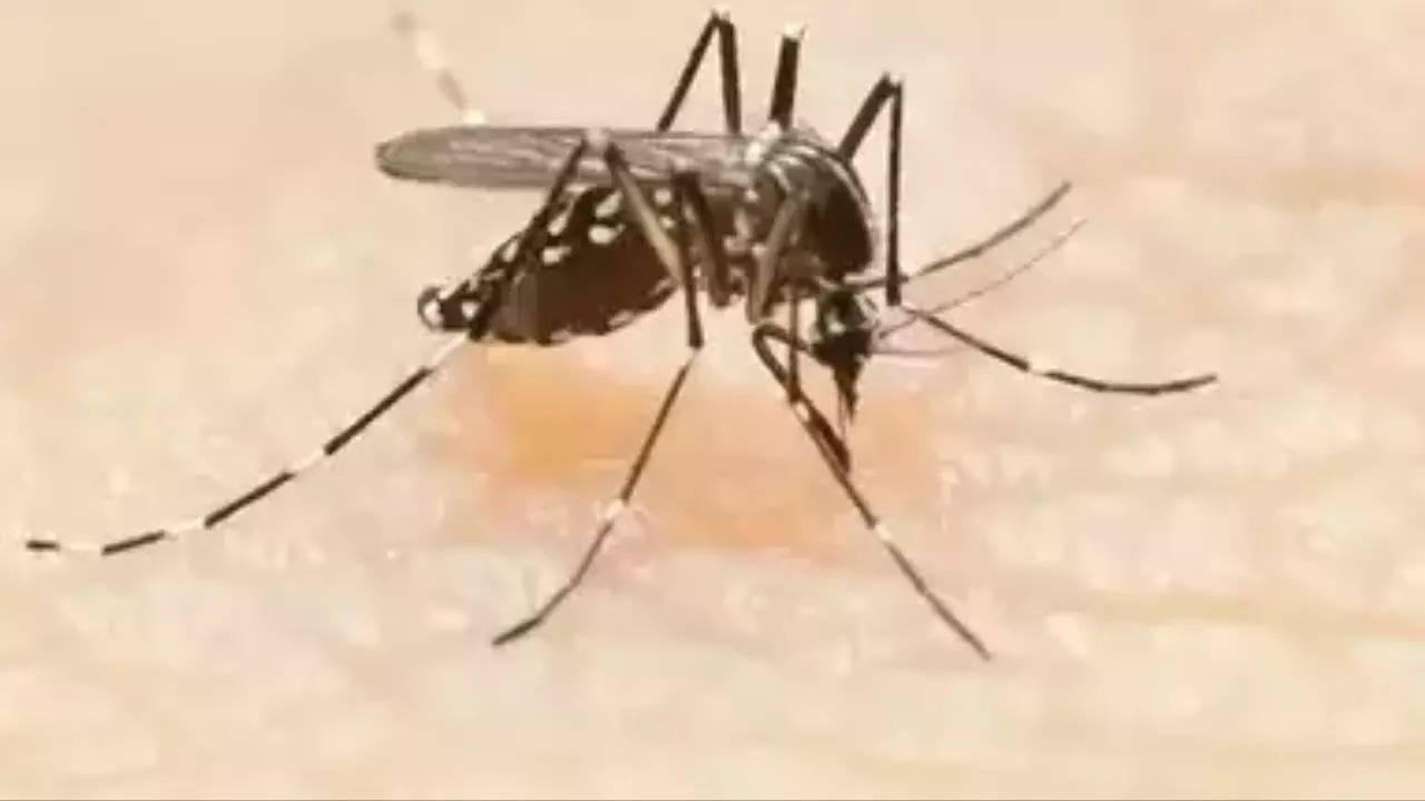 Dengue Spike: Hosps Defer Ops, Start Remote Screening To Keep Beds Free | Kolkata News – Times of India