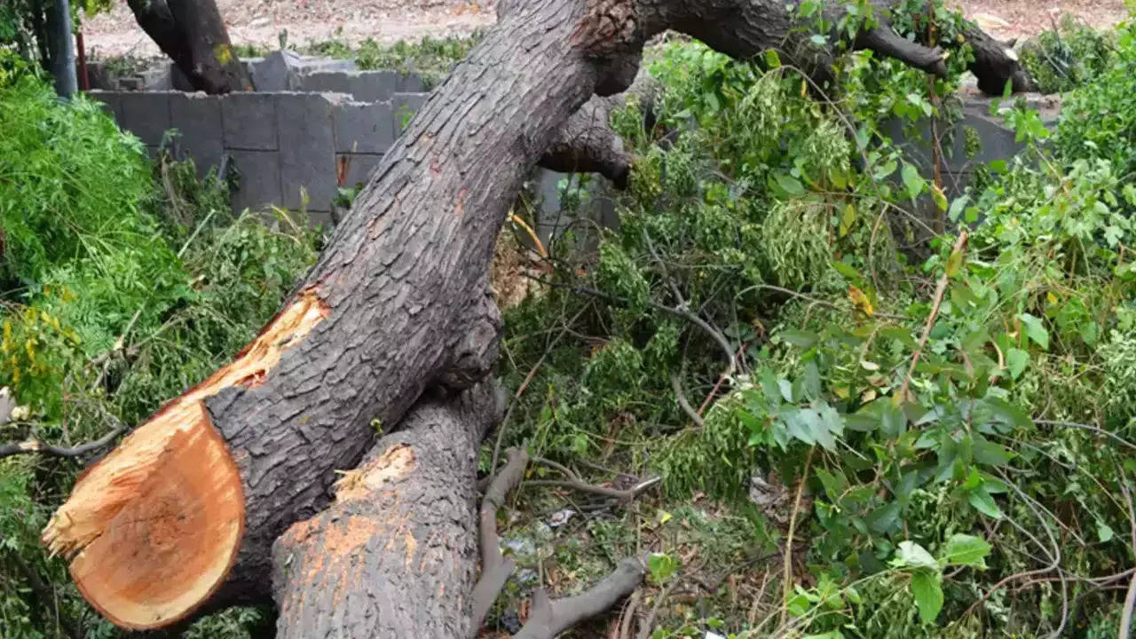 Civic Workers Axe ‘healthy’ Tree From Its Trunk In Powai | Mumbai News – Times of India