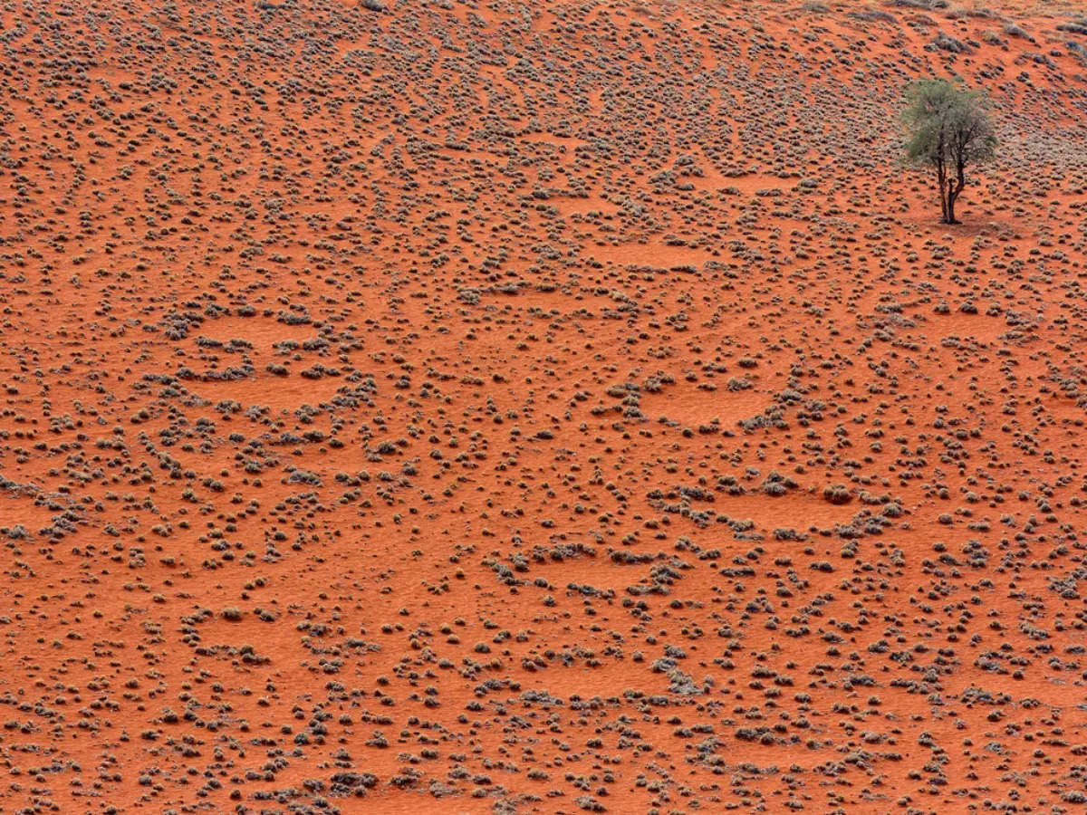 Solving the puzzle of ‘Fairy Circle’ that  mysteriously appear in these deserts