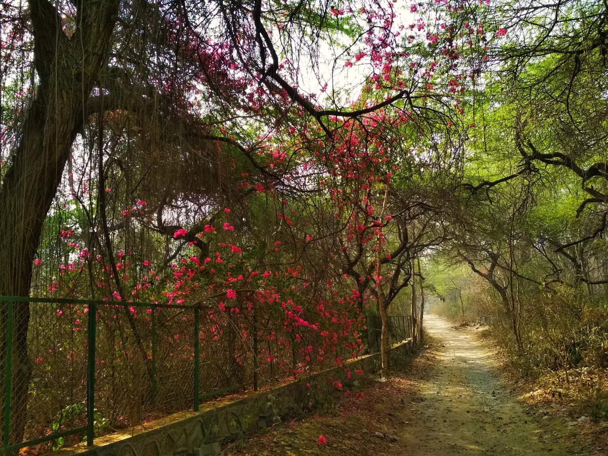 Biodiversity hotspot Delhi Ridge is the city's saving grace