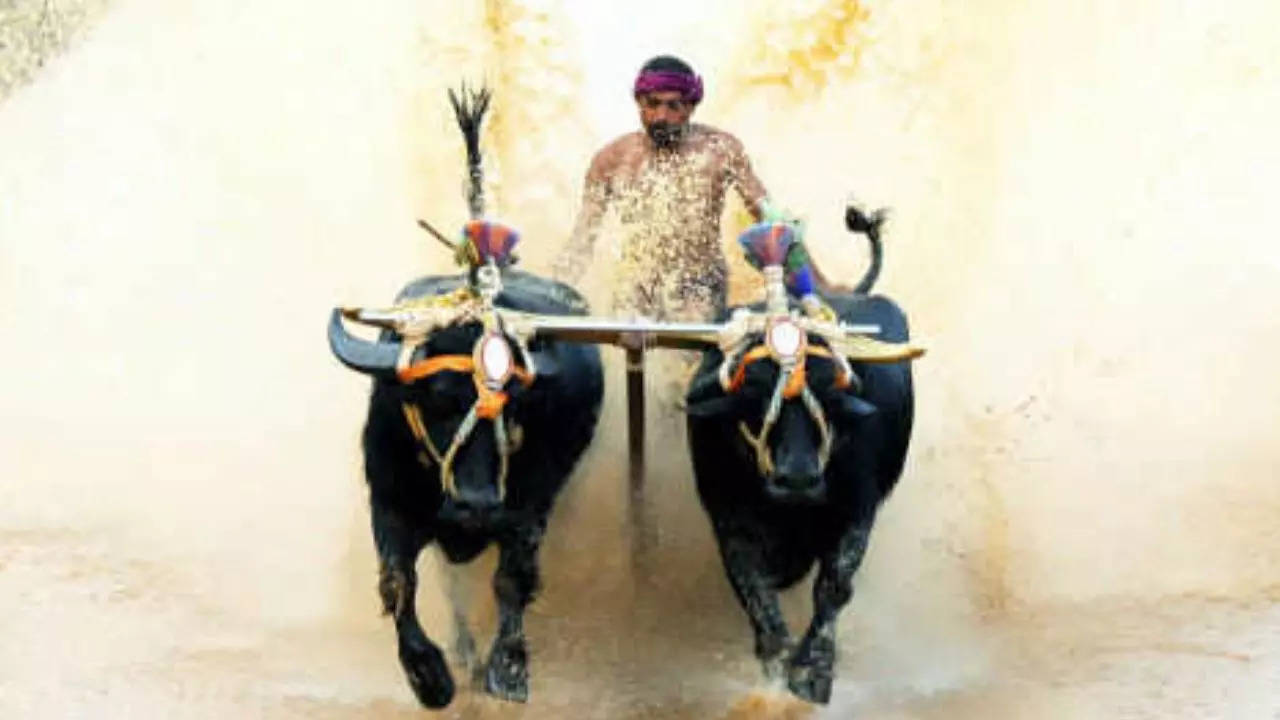 Kambala buffaloes from Dakshina Kannada to travel to Bengaluru | Mangaluru News – Times of India