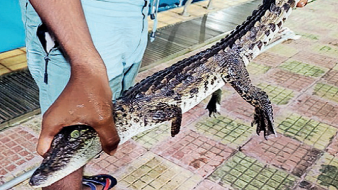 Mumbai: Baby crocodile found in Dadar pool
