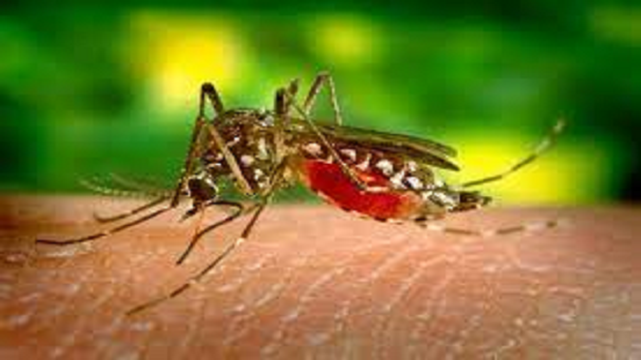 Malaria, dengue cases in Mumbai saw big jump in September | Mumbai News – Times of India