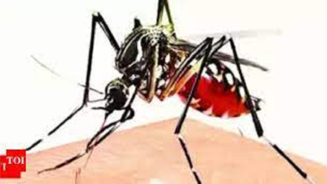 As dengue cases soar, Kolkata hospitals revive Covid-like home care protocol | Kolkata News – Times of India