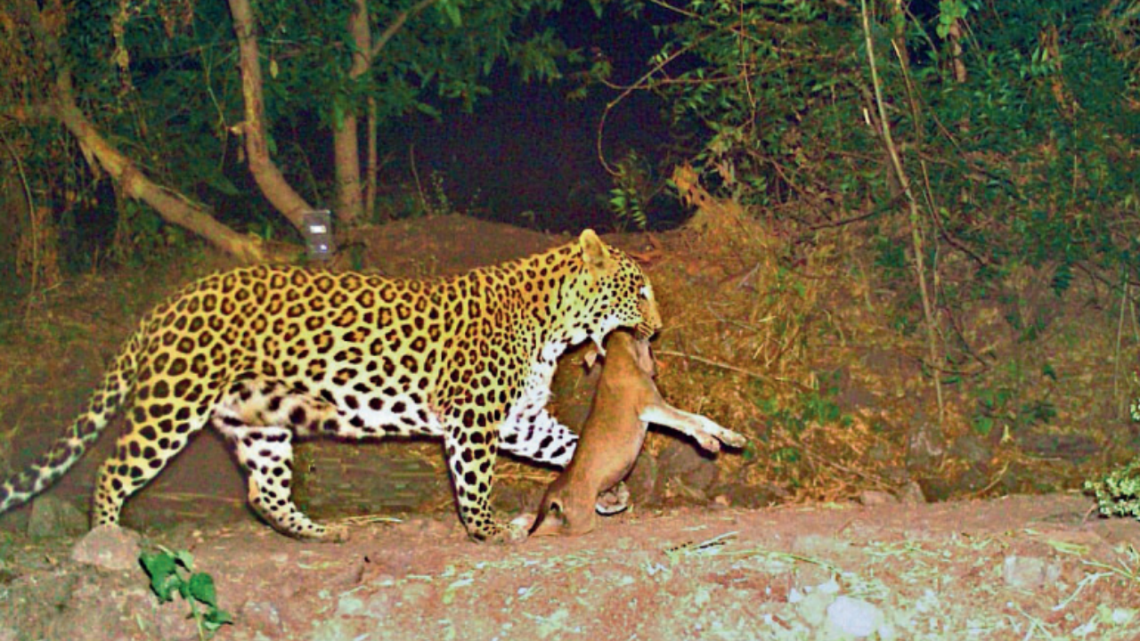 Not out of comfort zone: Leopards make Junnar home for 4 years – Times of India