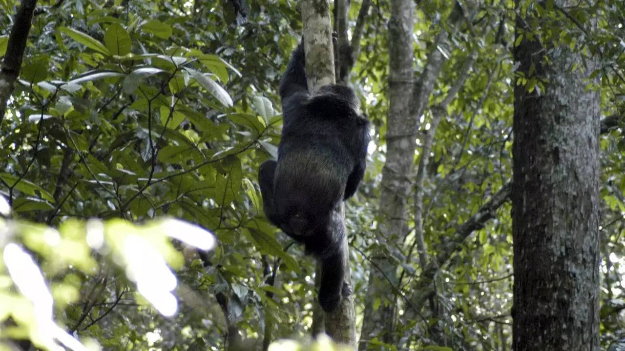 Baby-snatching chimpanzees in Uganda force families to abandon homes