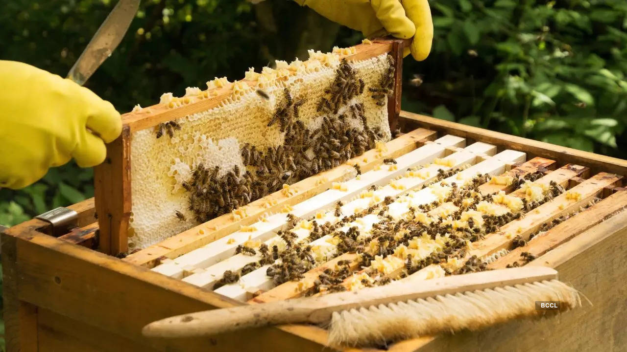 O que significa beekeeping age? - Pergunta sobre a Inglês (EUA