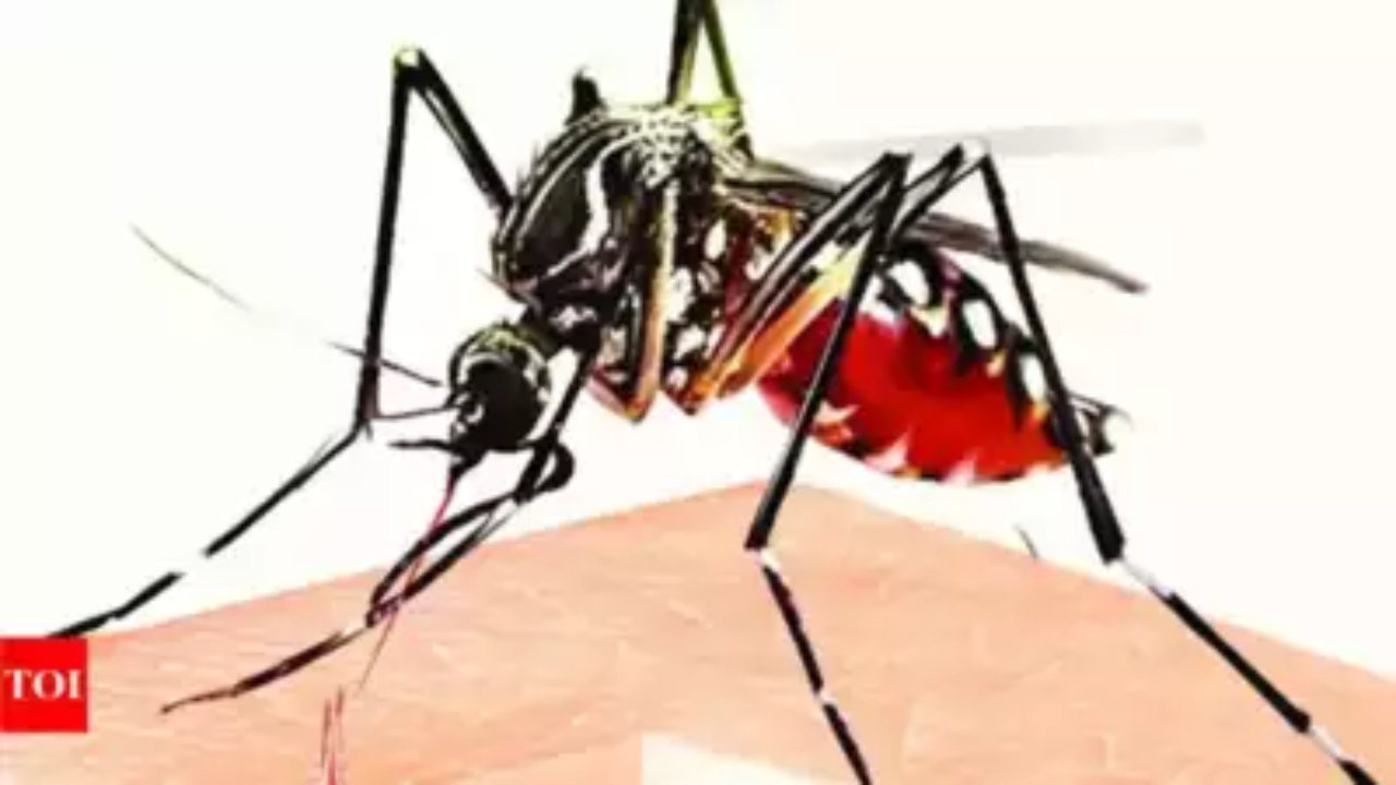 In four weeks, dengue numbers surge by 25,000 across Bengal | Kolkata News – Times of India