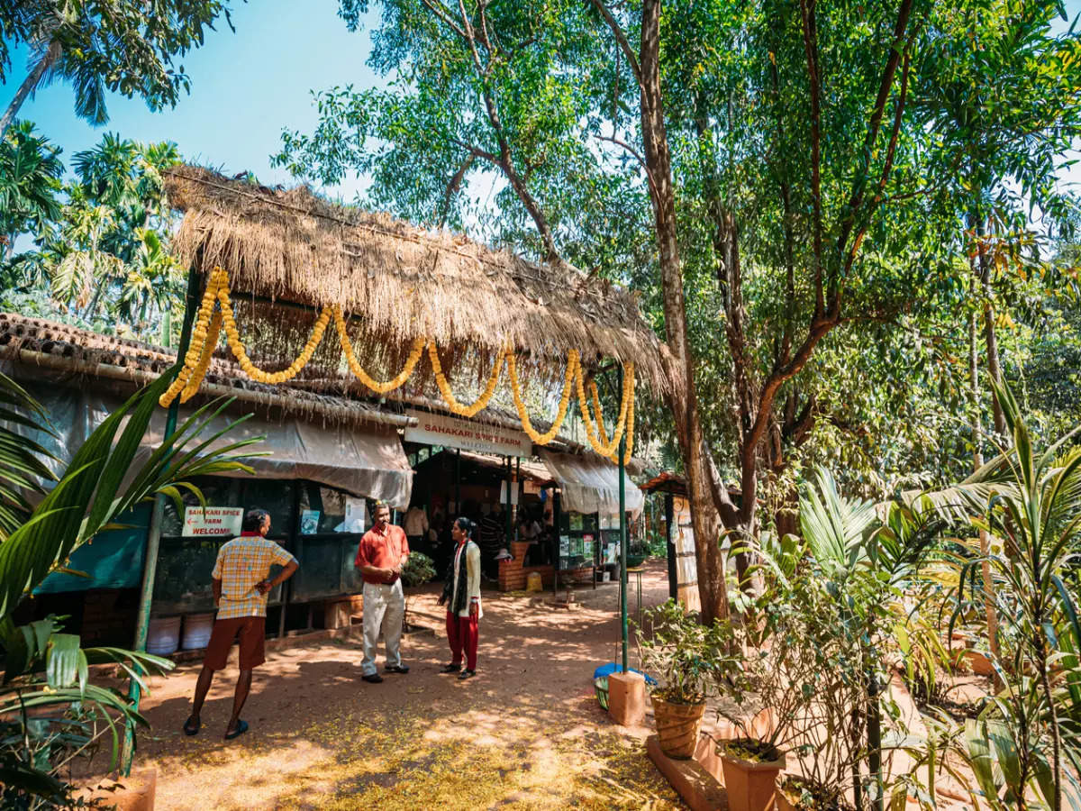 Add spice village tours to your Goa itinerary; here's why