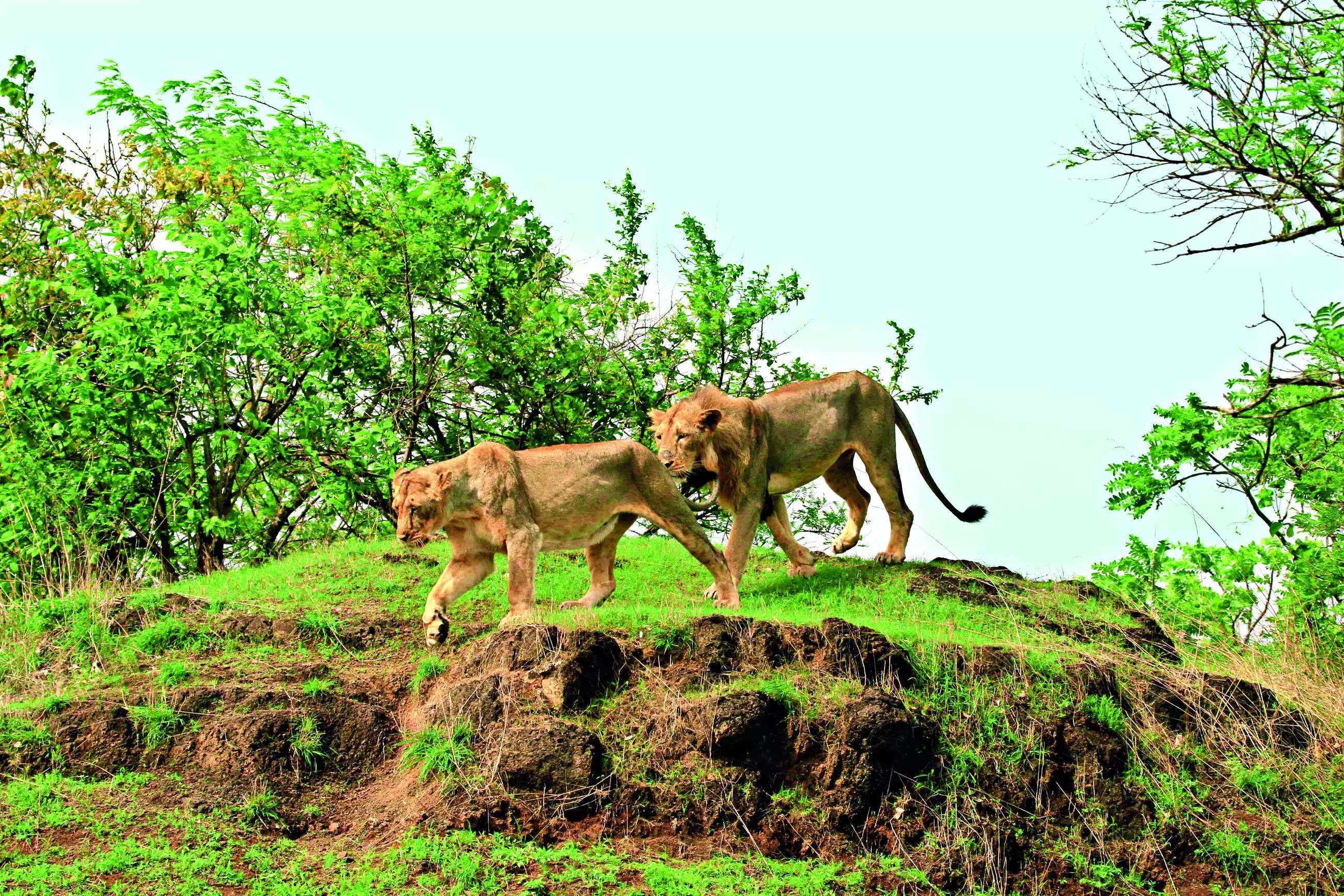 Gujarat forest dept to set up lion safari park near Diu