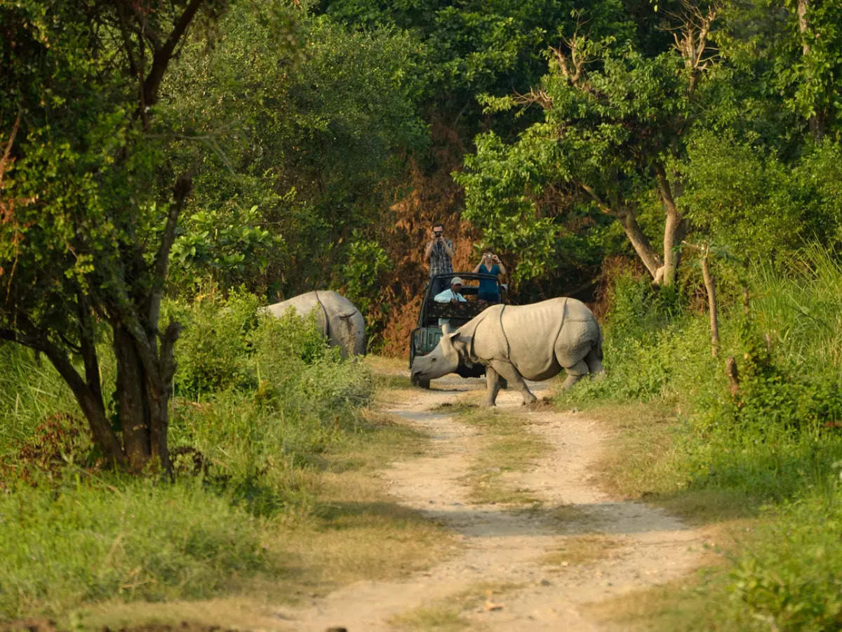 Assam: Kaziranga National Park and Tiger Reserve all set to reopen for tourists from October 15