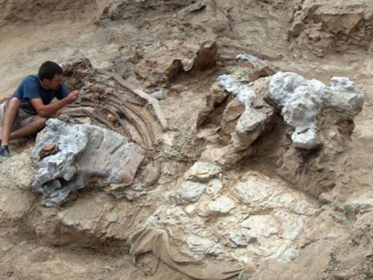 Gigantic long-necked 'titan' dinosaur discovered in Spain!