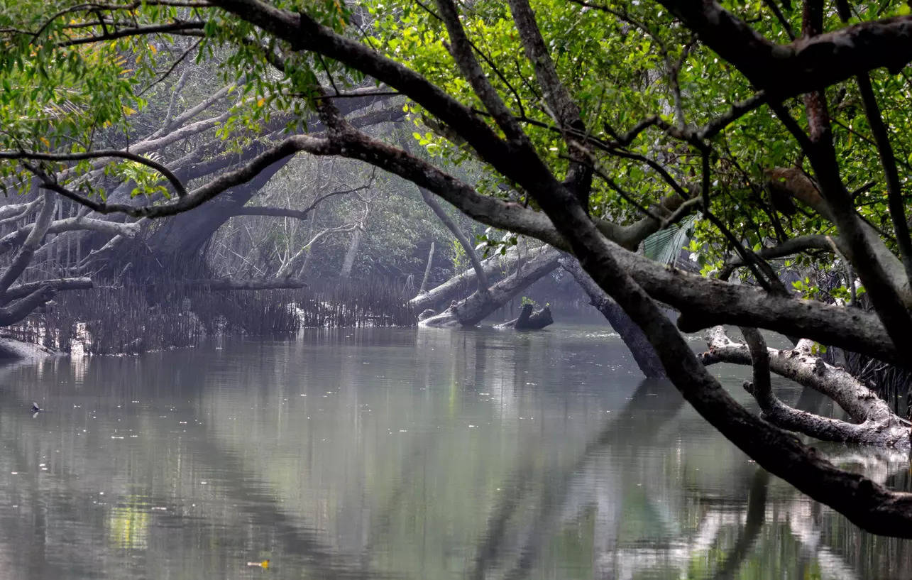 Is Sundarbans haunted? Unraveling mysteries of world’s largest mangrove forest