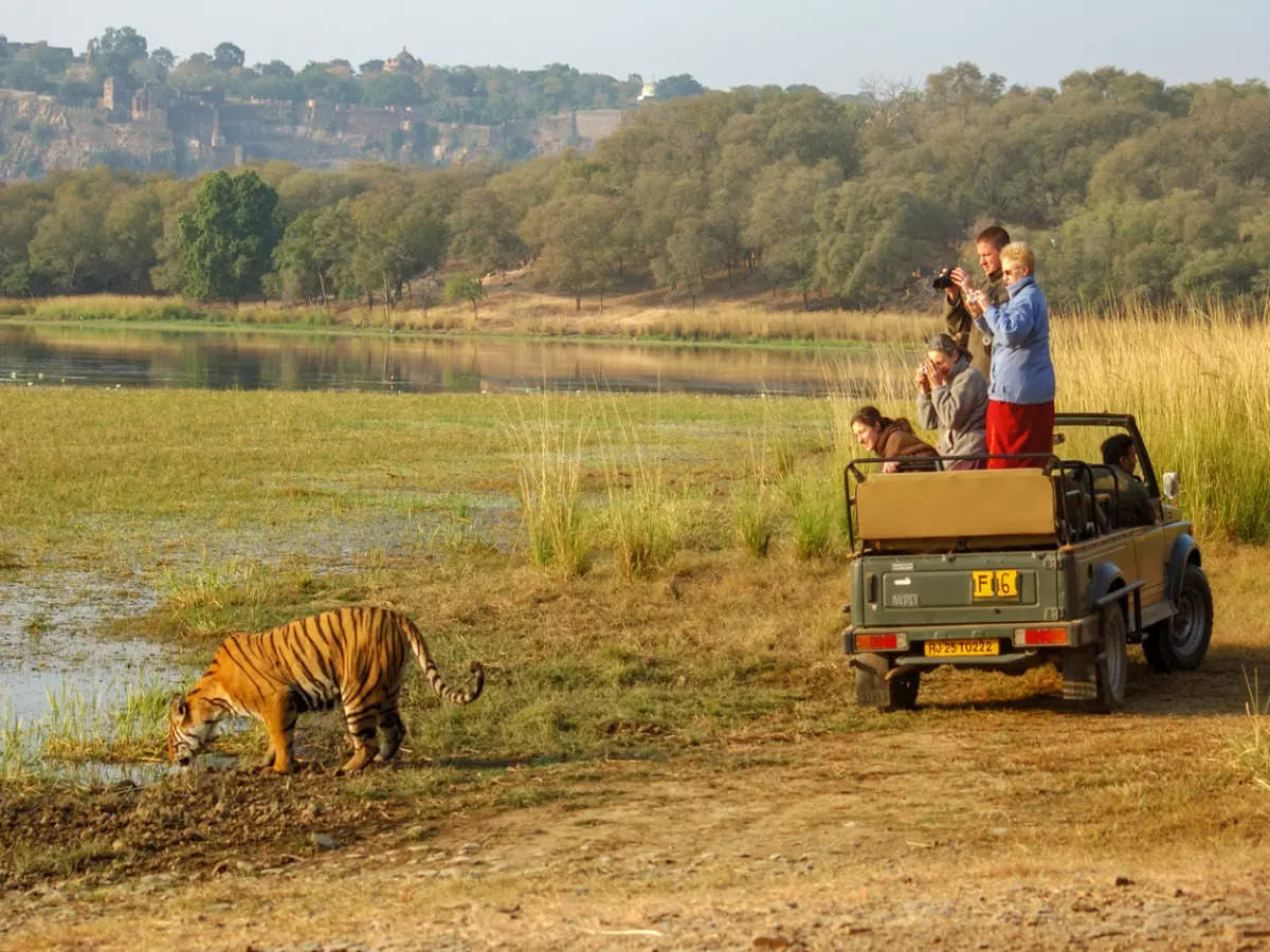 Only guide to India's famous Ranthambore National Park that you'll ever need!