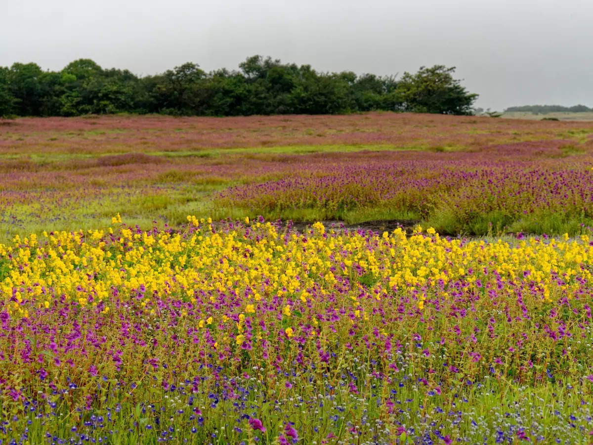 Kaas Plateau: Maharashtra's Valley of Flowers