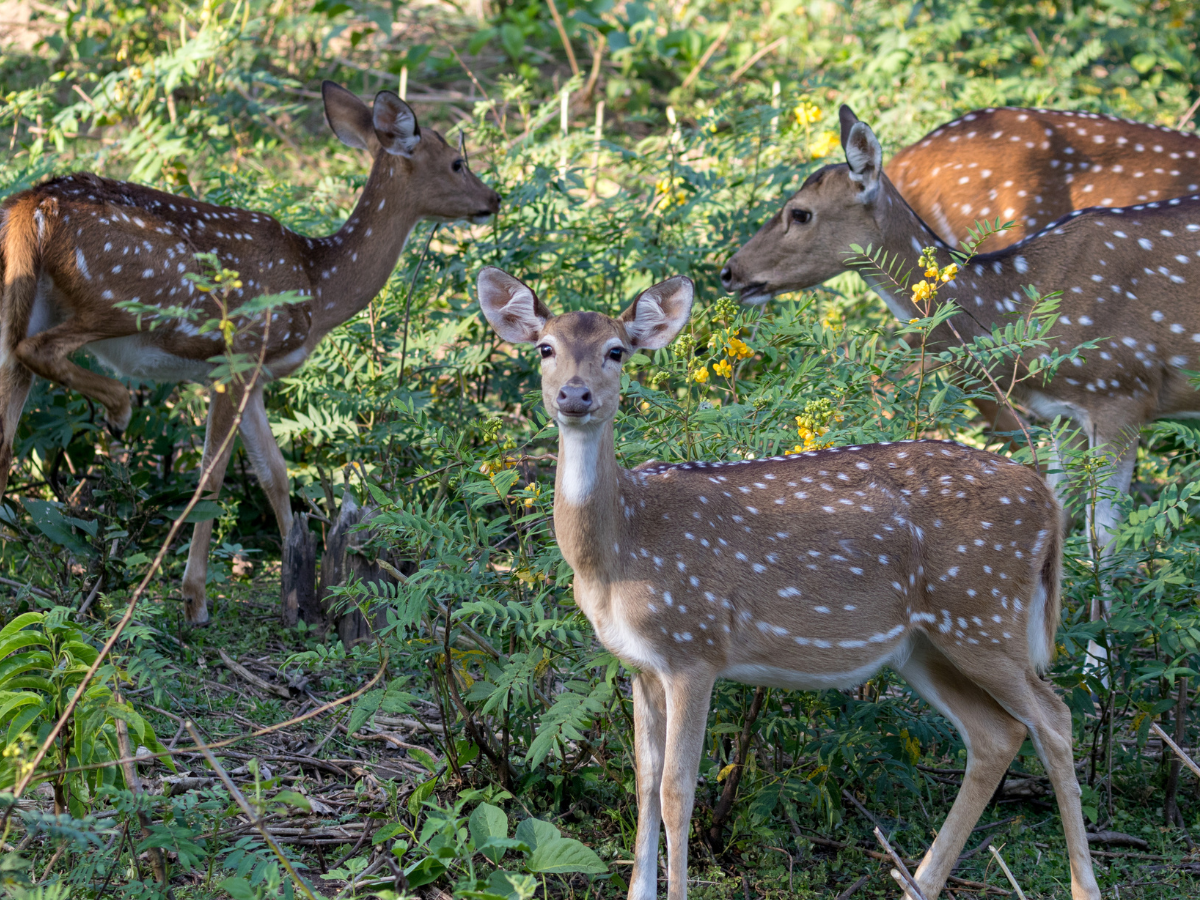 Uttarakhand:  Jhilmil deer reserve all set to turn into an eco-tourism destination