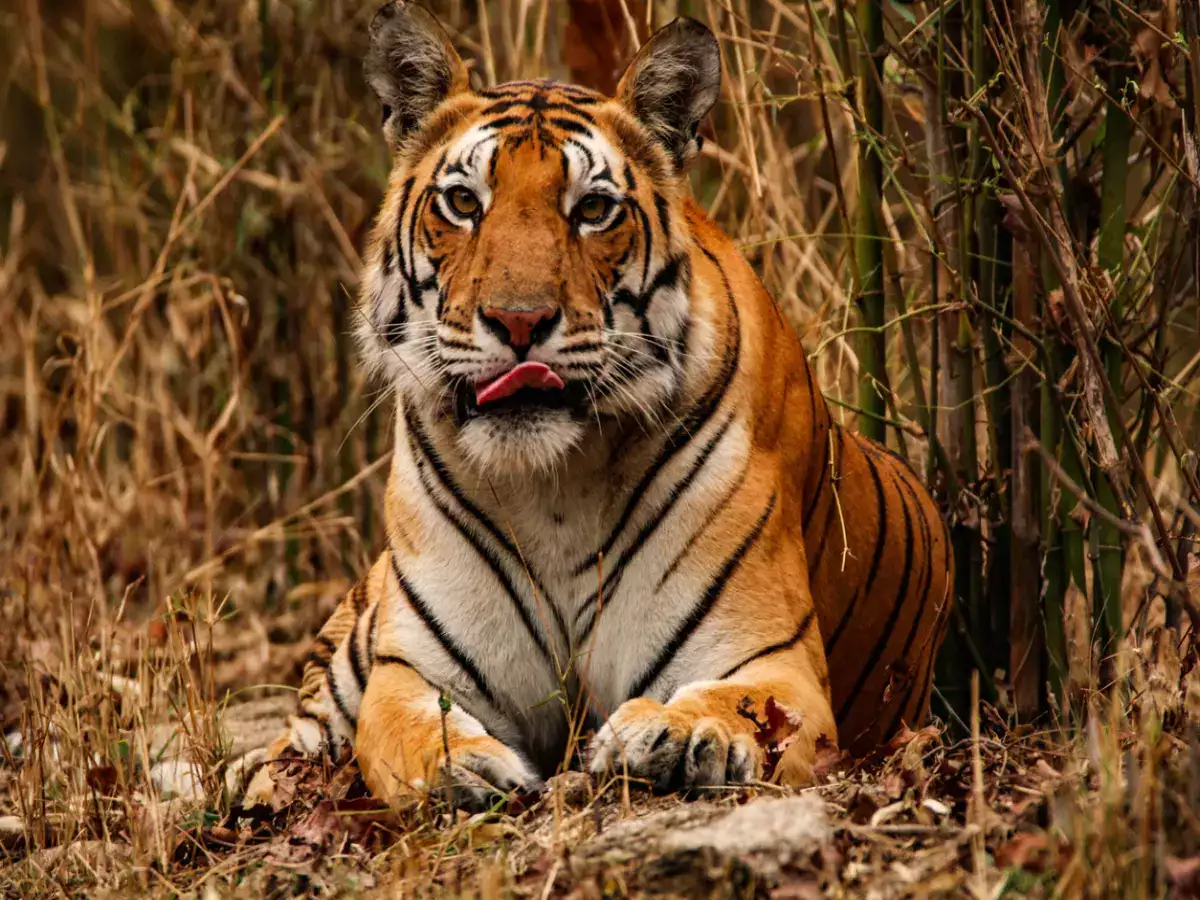 Kanha National Park: A wildlife conservation story like no other