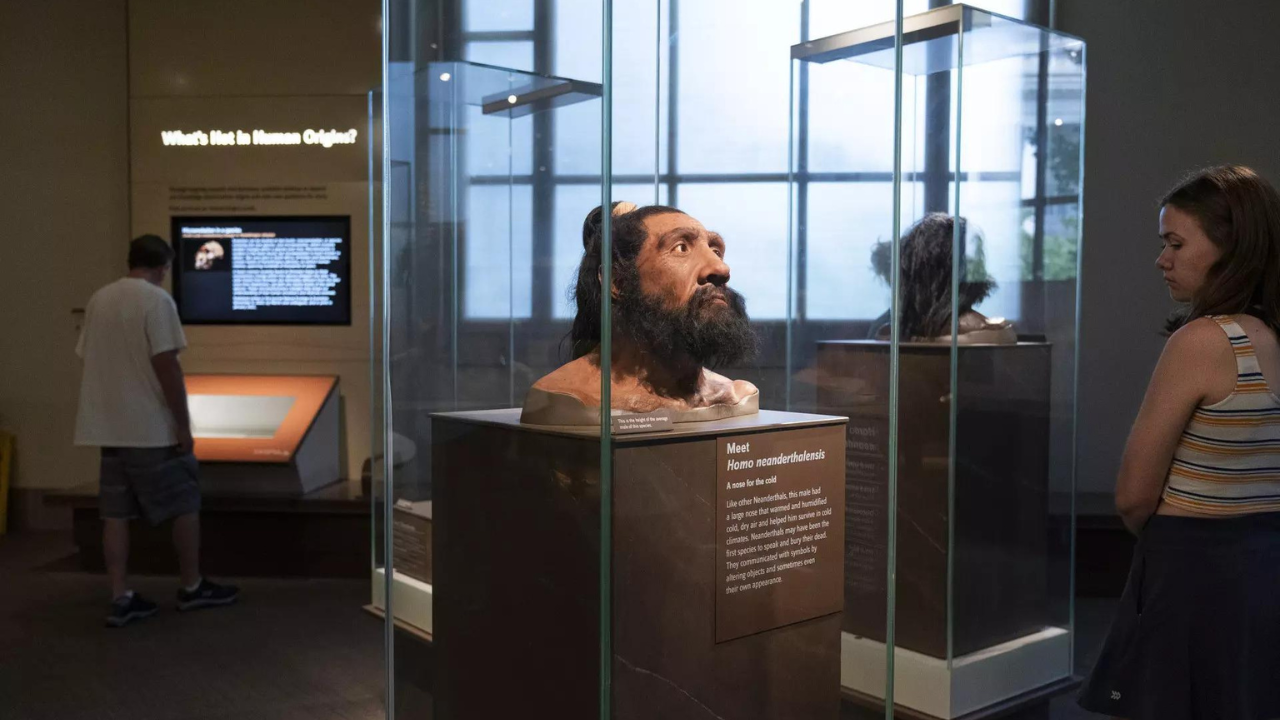 Neanderthals might not be the different species as believed