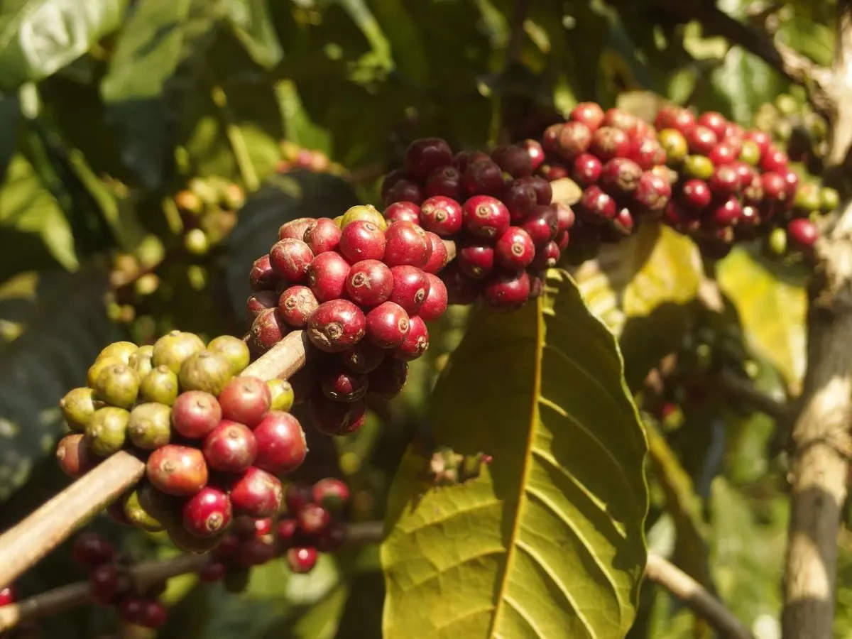 Coorg and its love affair with coffee