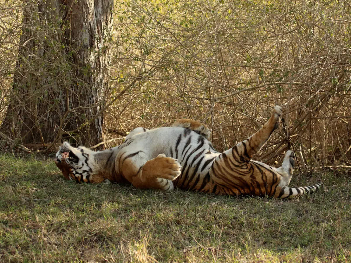 Bandipur National Park: Karnataka’s best wildlife experiences