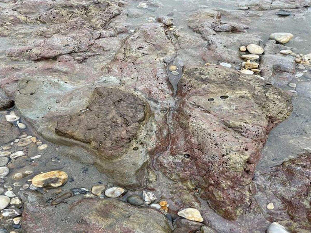England: Dinosaur footprints discovered on the shoreline of the Isle of Wight