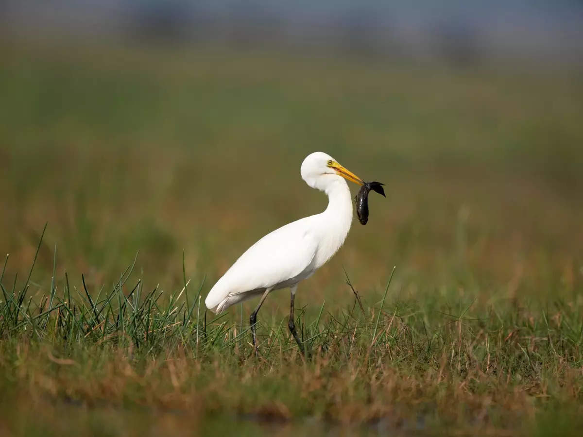 What makes Odisha’s Mangalajodi an exemplary ecotourism destination?