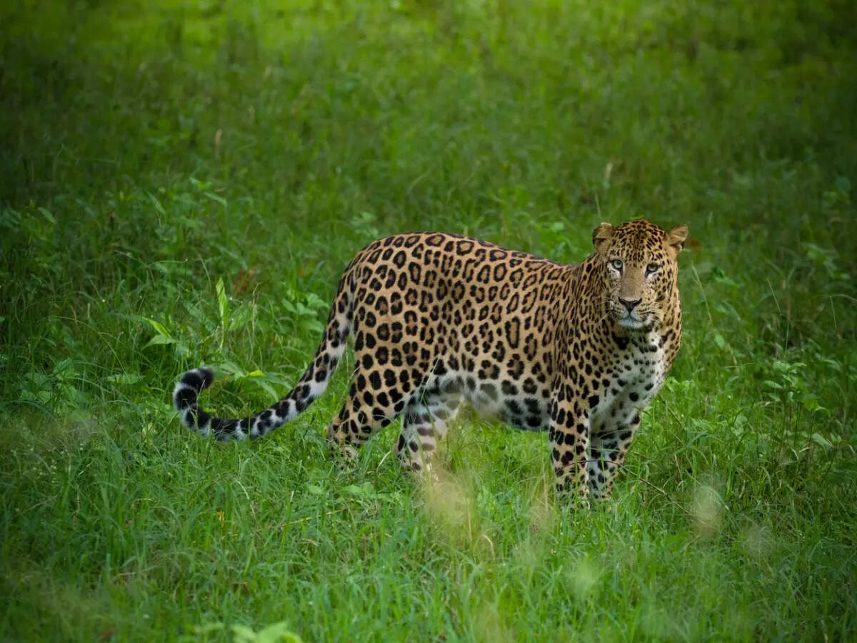 These are some of the best places to visit near Nagarhole in Karnataka