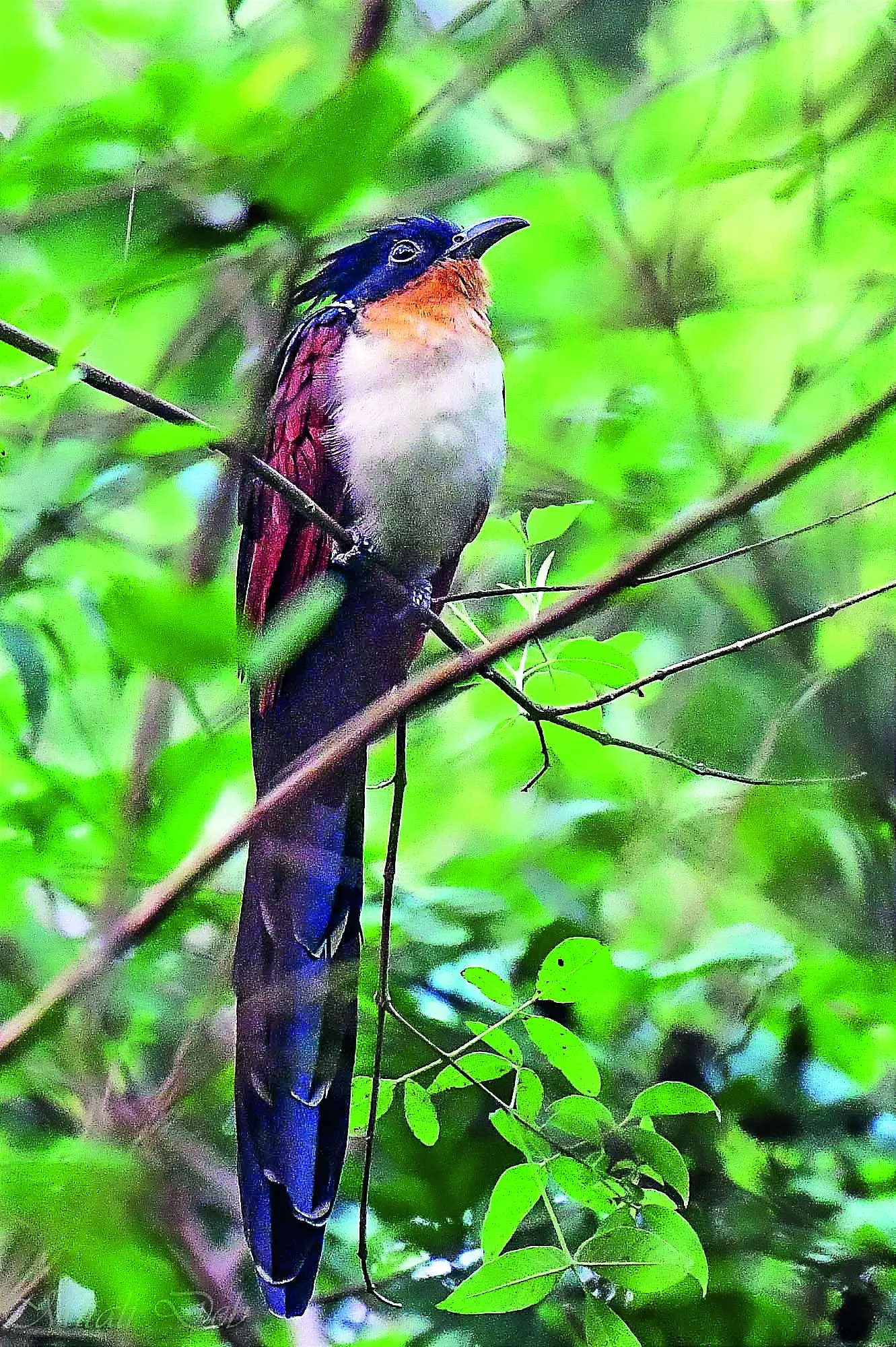 Winged Guests Arrive Early At Rabindra Sarobar, Species Count Already At 110 | Kolkata News – Times of India
