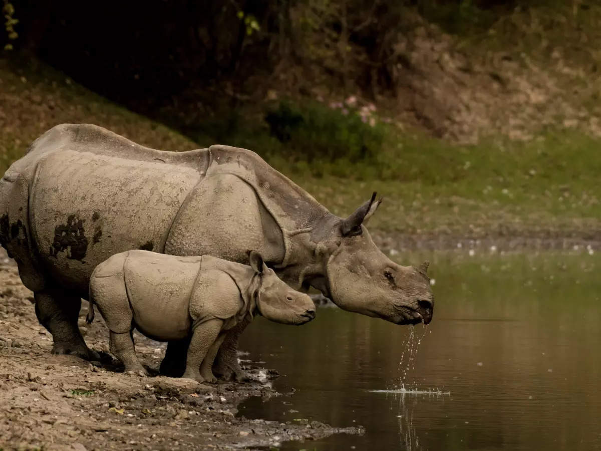 Photos To Inspire A Trip To Assam’s Kaziranga National Park | Times Of ...