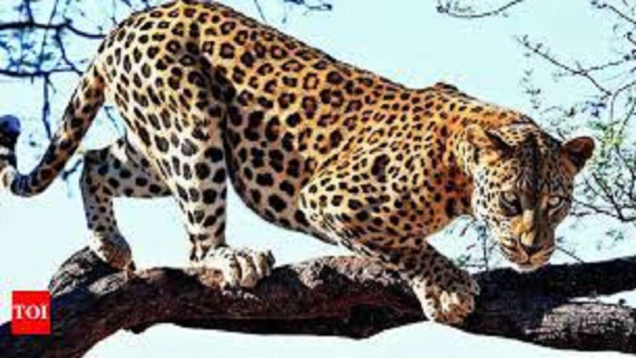 Leopard crisis ends but some rue its death – Times of India