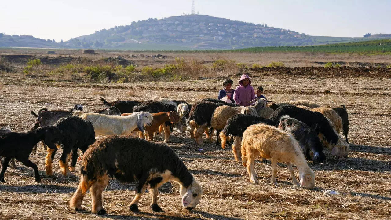 Bodies of Lebanese shepherds shot at by Israeli forces found-report