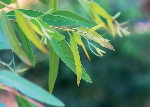 Eucalyptus Plants at best price in Kanpur by Eucalyptus Plants