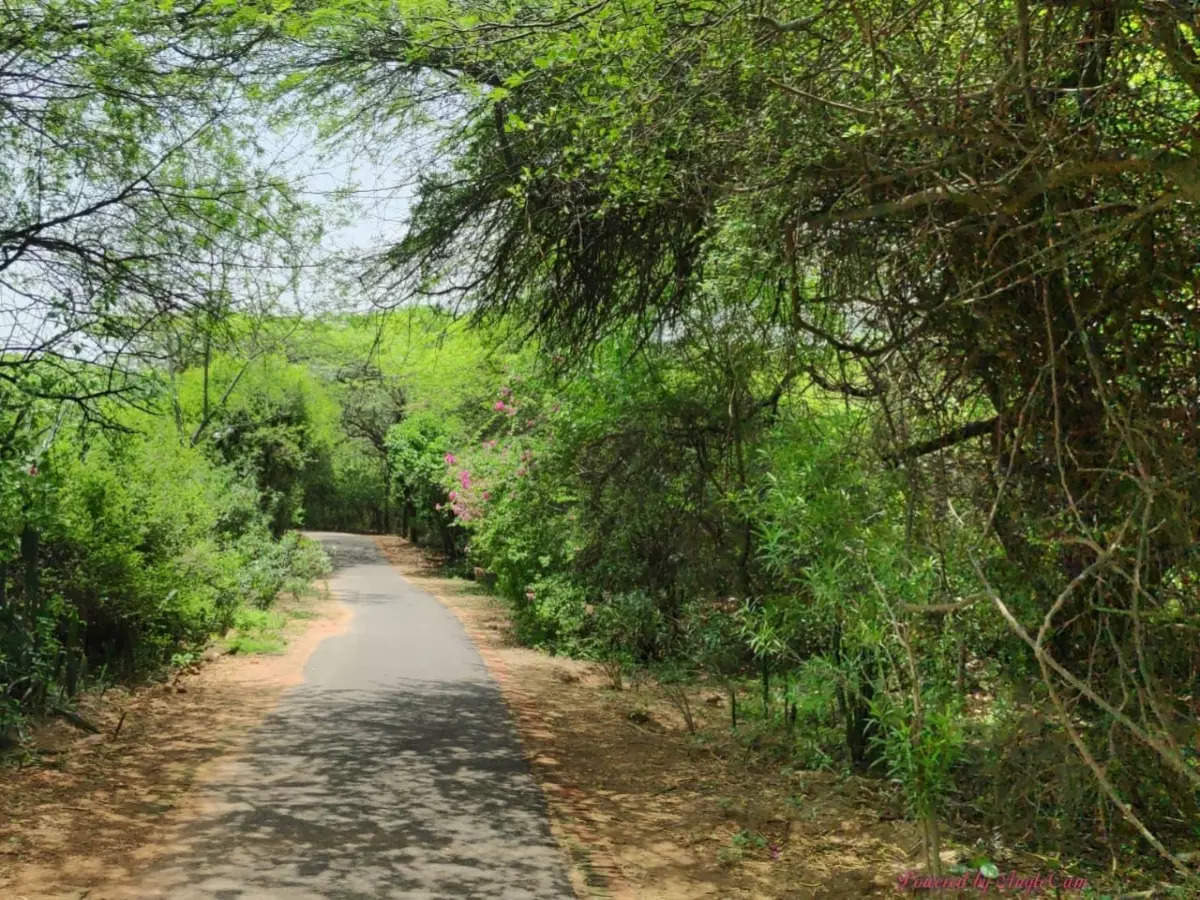 Jahanpanah City Forest, a hidden and serene oasis in Delhi