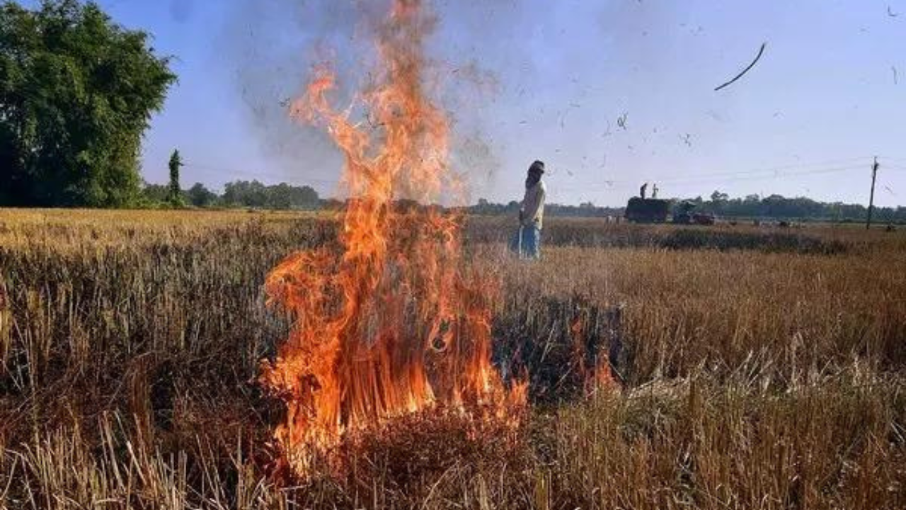  Stubble burning in Punjab. (Photo/ANI)
