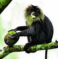 Forest dept to study lion-tailed macaques roaming Valparai