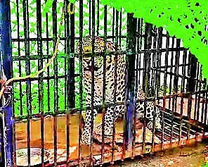 Nuapada man-eating leopard caught near victim’s house