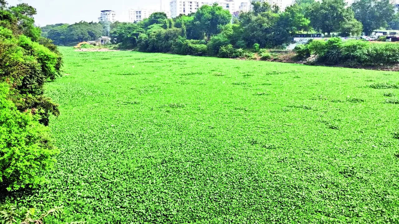 Mosquito Menace Back In Sangvi As Hyacinth Grows On Mula River | Pune News – Times of India