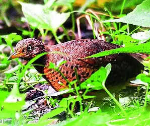 First Sighting Of Se Asia Bird At Lake | Kolkata News – Times of India