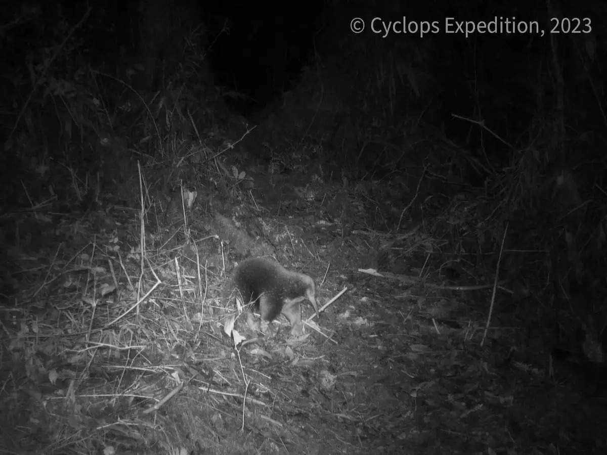 Mammal extinct for 60 years rediscovered in remote Indonesia
