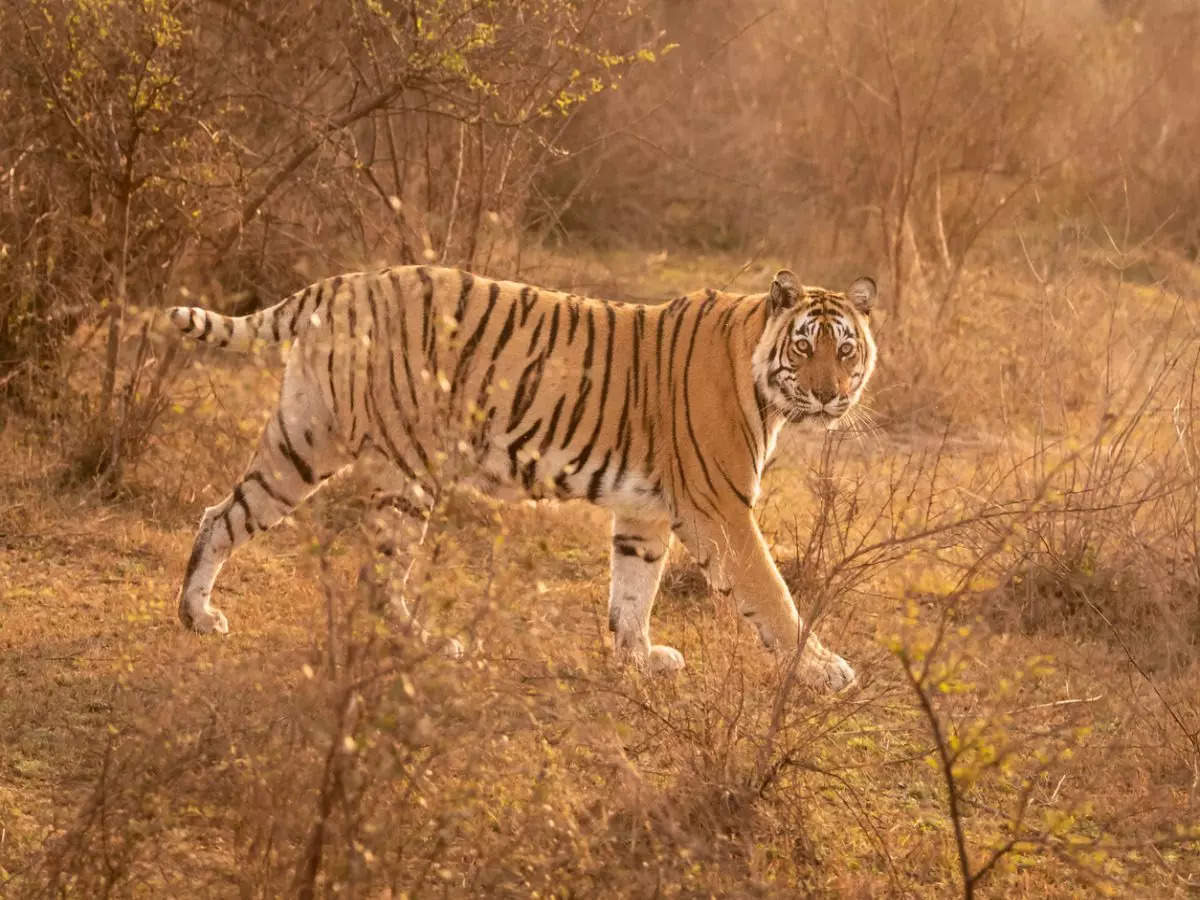 Sariska National Park: An oasis of  wilderness amid Rajasthan's arid terrain